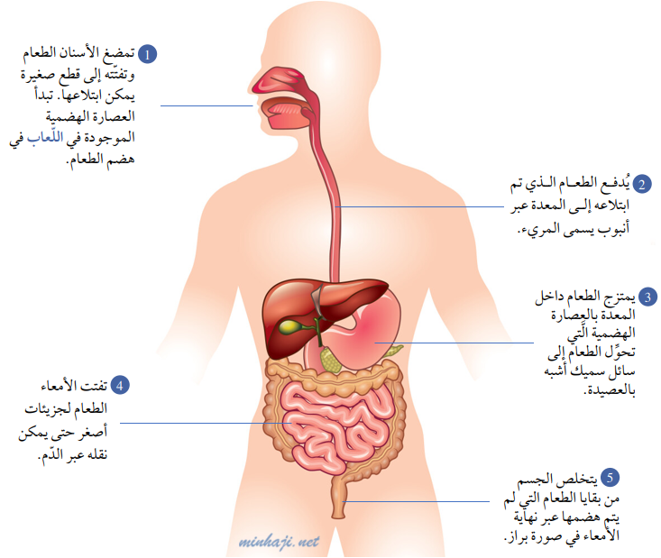 الجهاز الهضمي